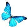 MorphOS 1.5 bemutat